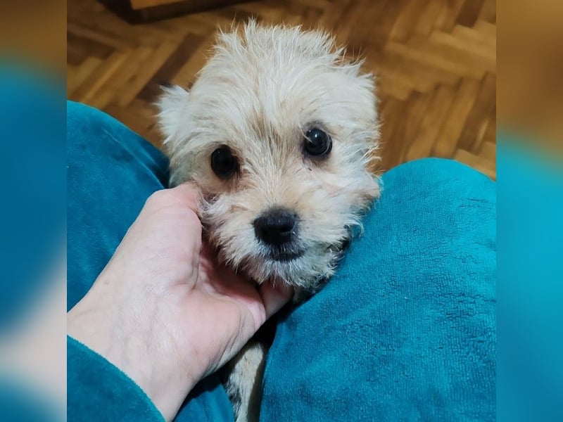 PIXEL - Traumzuhause gesucht