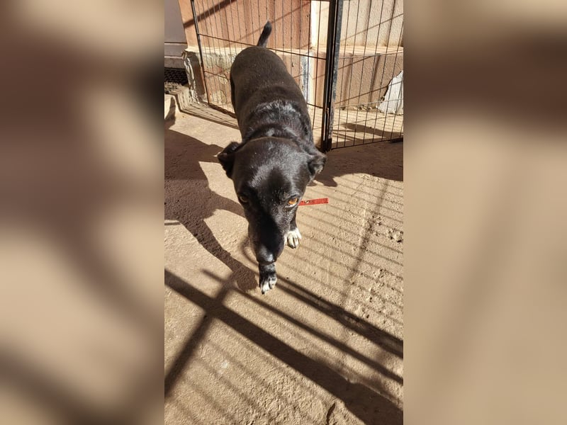 VIO - Hundeopa sucht ein liebevolles Zuhause