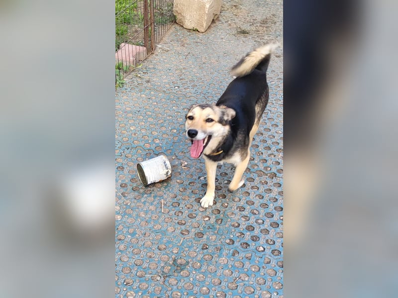 ANNIE - Traumzuhause gesucht