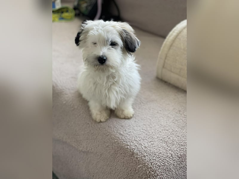 SNOWY - braucht ein eigenes Körbchen