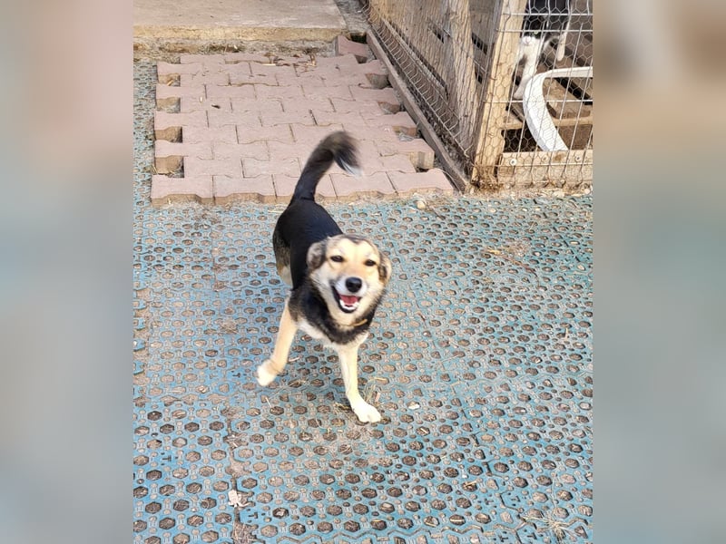 ANNIE - Traumzuhause gesucht