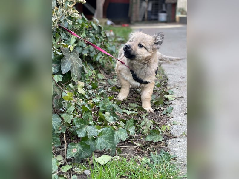 LUPIN - einäugiger Schatz sucht seine Menschen