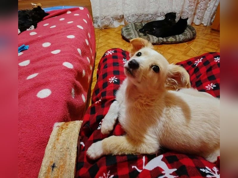 MAGGIE - kleine Hundedame