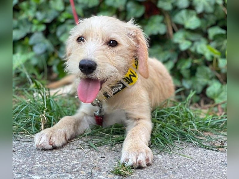 DAISY - verspieltes Hundemädchen