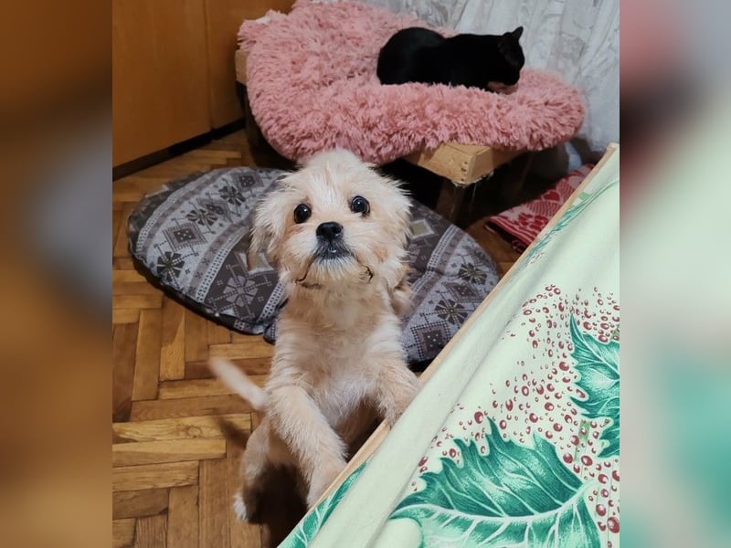 PIXEL - Traumzuhause gesucht