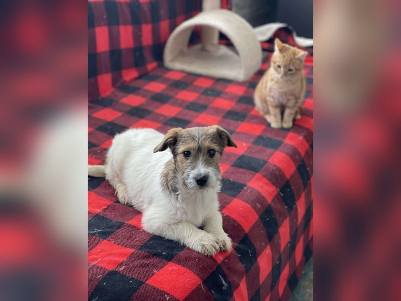 BRODIE - ist bereit für Abenteuer *reserviert*