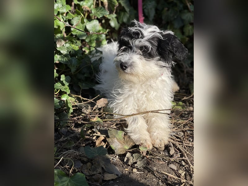 PATCH - sanfte Seele sucht seine Menschen