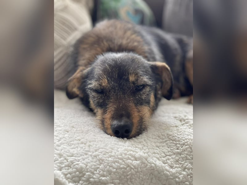 TILLY - schüchternes Hundemädchen