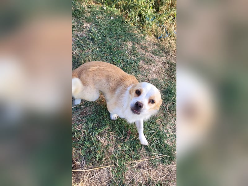 MANUEL - braucht sein eigenes Körbchen