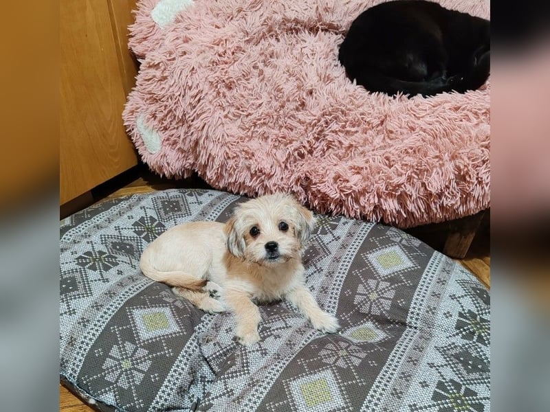 PIXEL - Traumzuhause gesucht