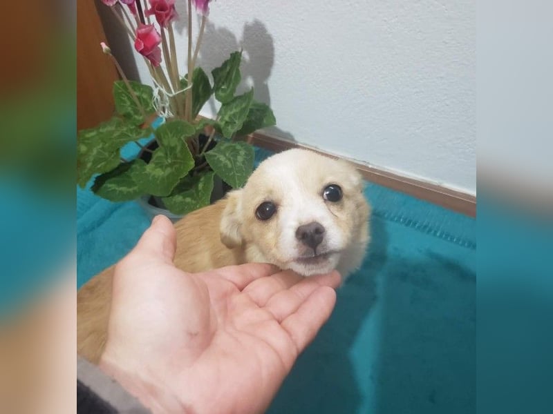 FIFI - kleine Zaubermaus *reserviert*