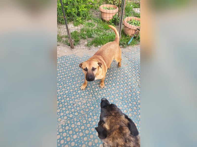 TEDDY - liebevoller Hundebub