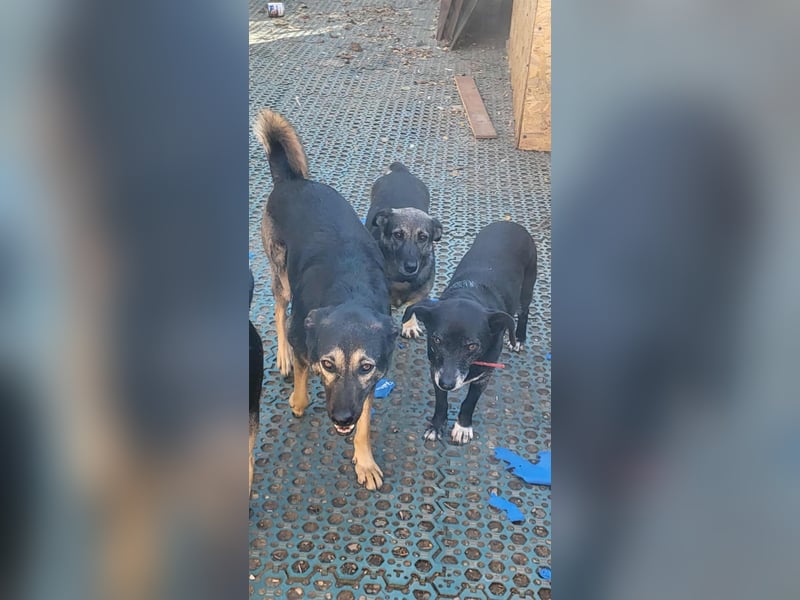 VIO - Hundeopa sucht ein liebevolles Zuhause