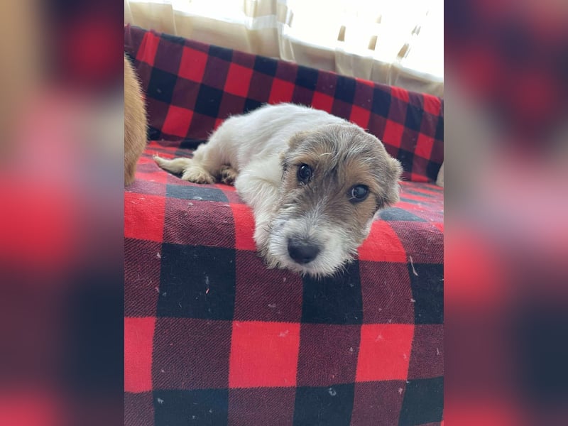 BRODIE - ist bereit für Abenteuer *reserviert*