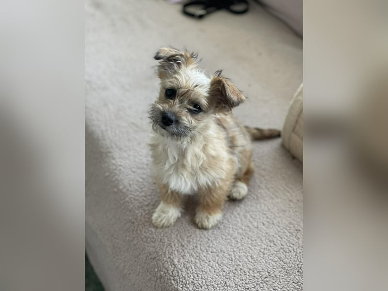 PEANUT - kleine Frohnatur sucht ihre Menschen