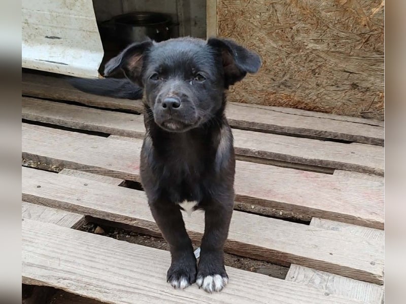 LORIS - Traumzuhause gesucht