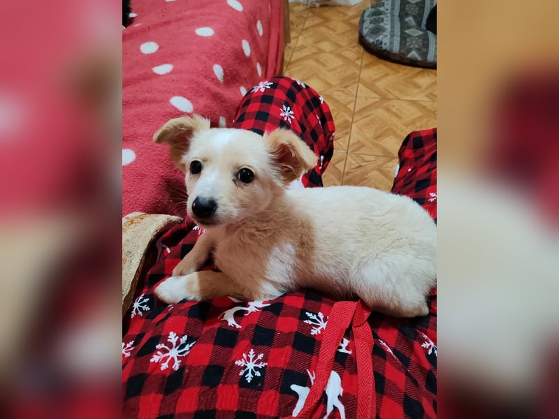 MAGGIE - kleine Hundedame