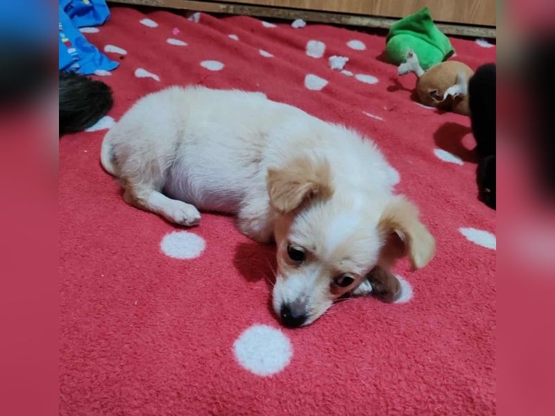 MAGGIE - kleine Hundedame