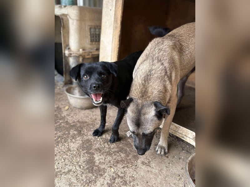 BLACKY - schwarze Schönheit