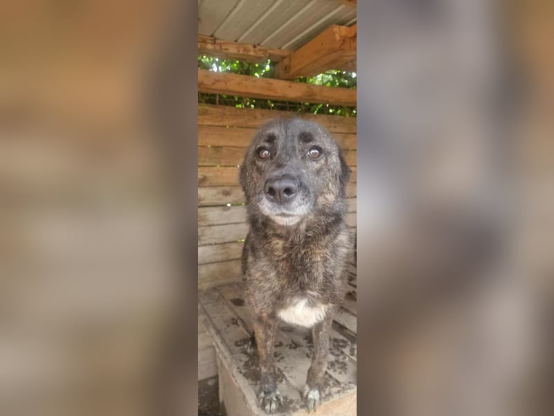 TAIMI - sucht ihre Menschen