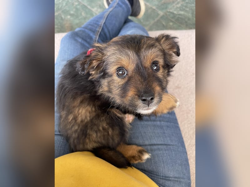 PENNY - kleine Zuckermaus