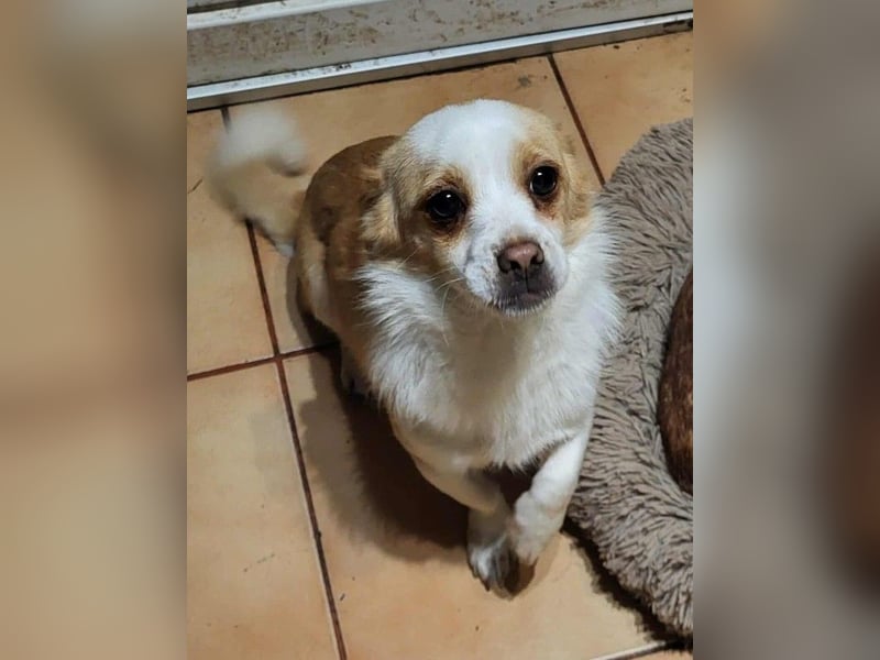 MANUEL - braucht sein eigenes Körbchen