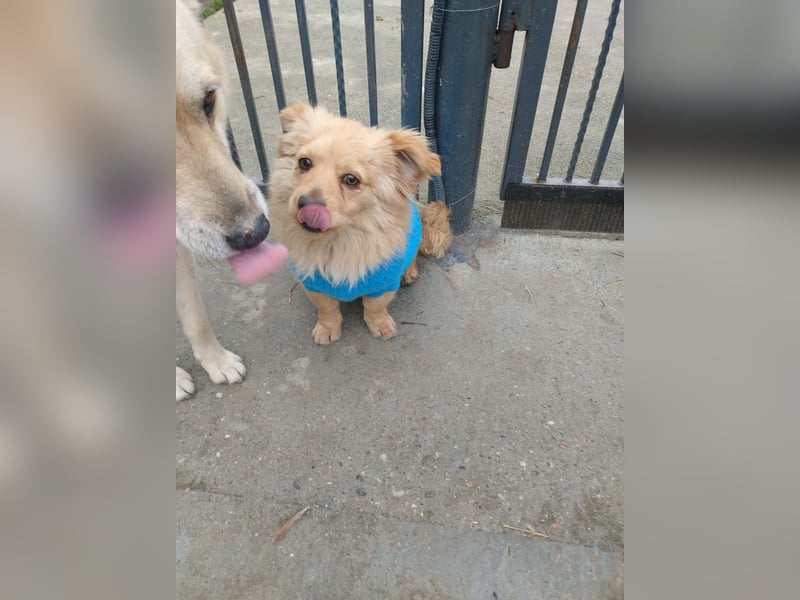 MICKY - sanfter Engel sucht seine Menschen *reserviert*