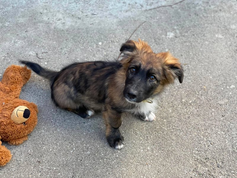COOPER - verspielter Schatz