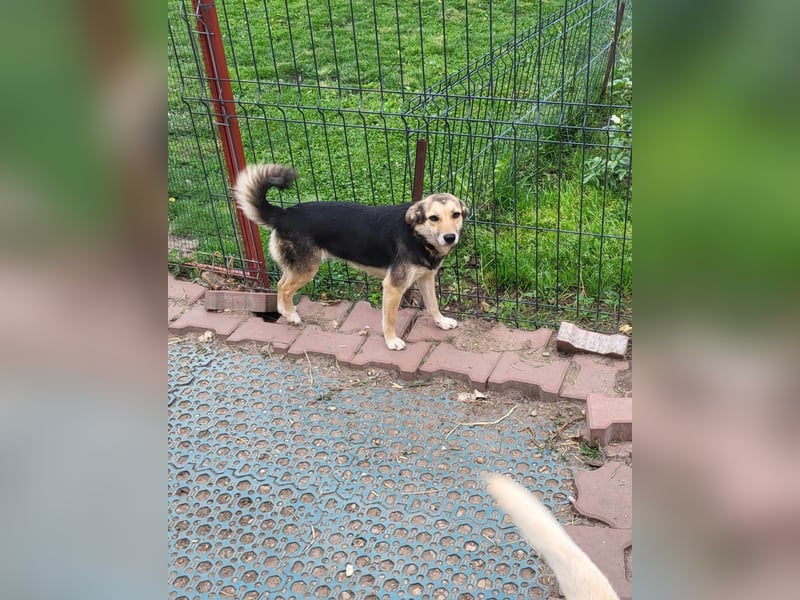 ANNIE - Traumzuhause gesucht