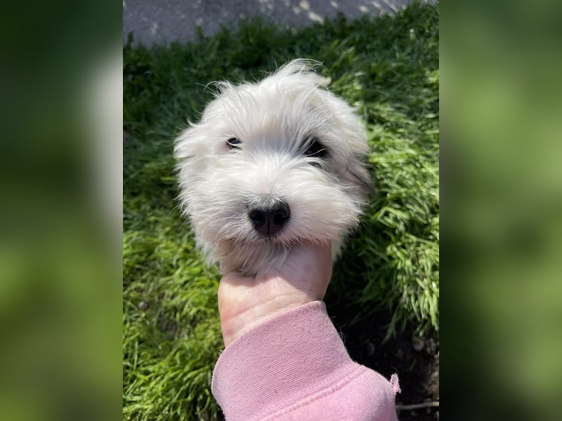 SNOWY - braucht ein eigenes Körbchen