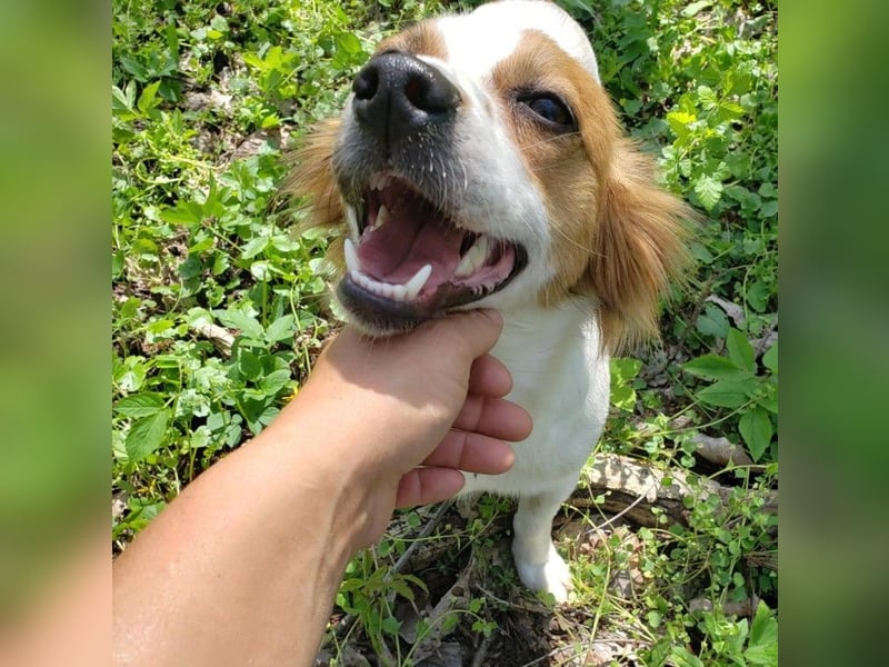 ILA - sanfte Seele sucht ihre Menschen