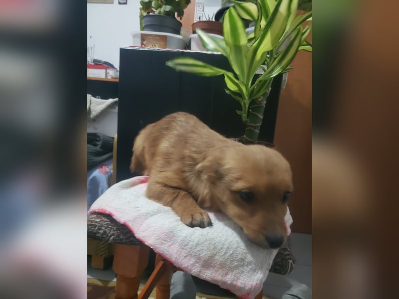 TOTO - kleine Frohnatur *reserviert*