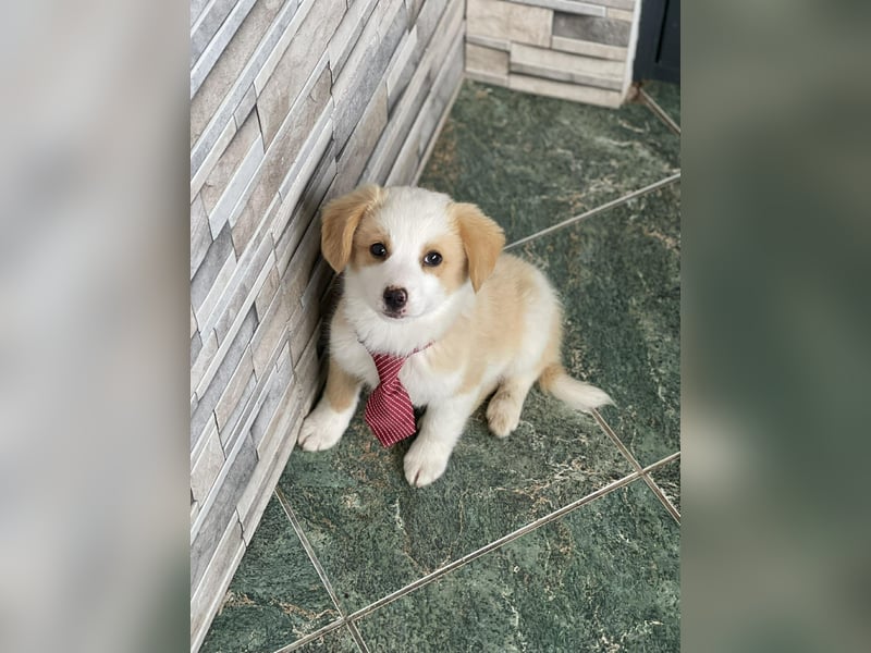 PERRY - kleiner Zuckerbub *reserviert*