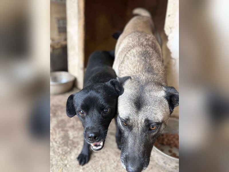 BLACKY - schwarze Schönheit