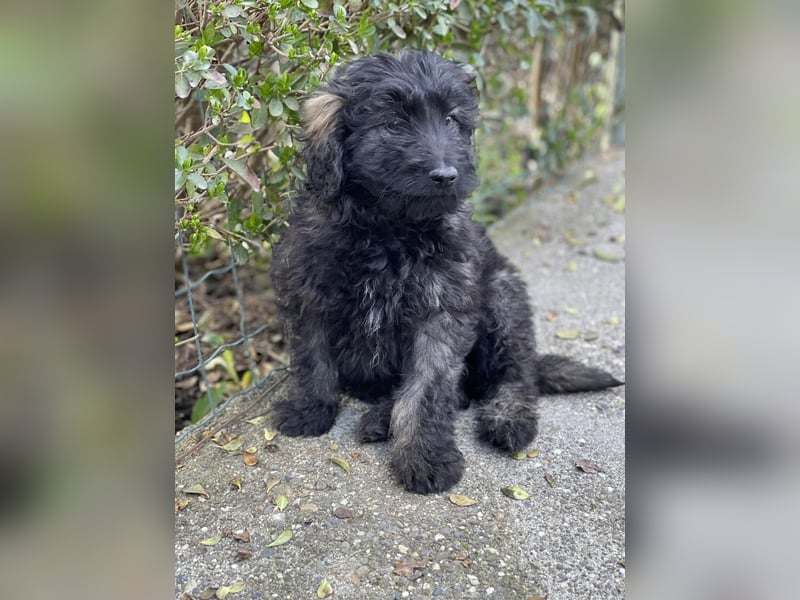 JAKE - süßer Zottel sucht seine Menschen