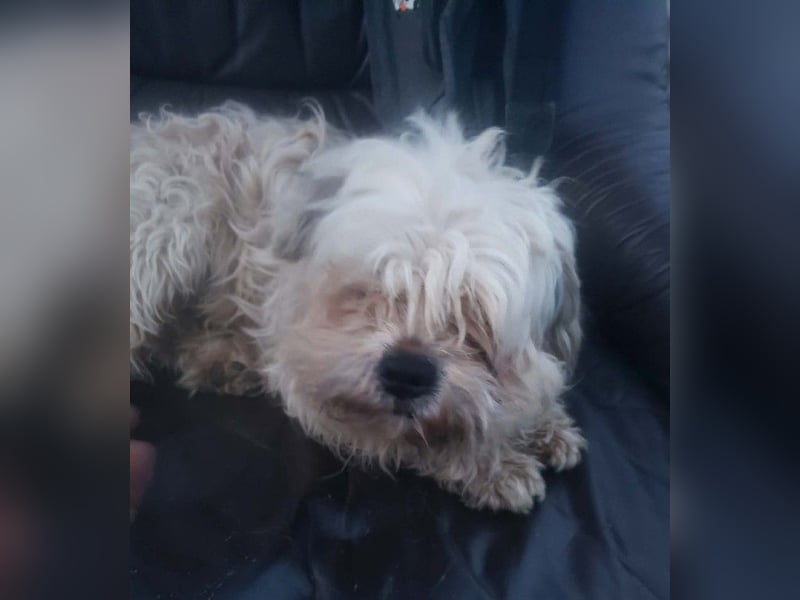 HAROO - liebevoller Zottel *reserviert*