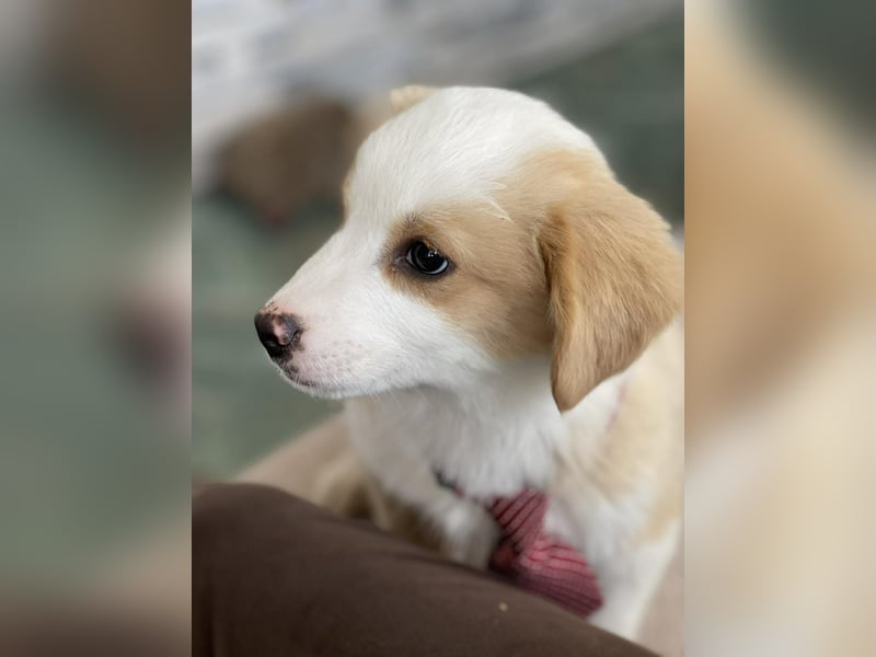 PERRY - kleiner Zuckerbub *reserviert*