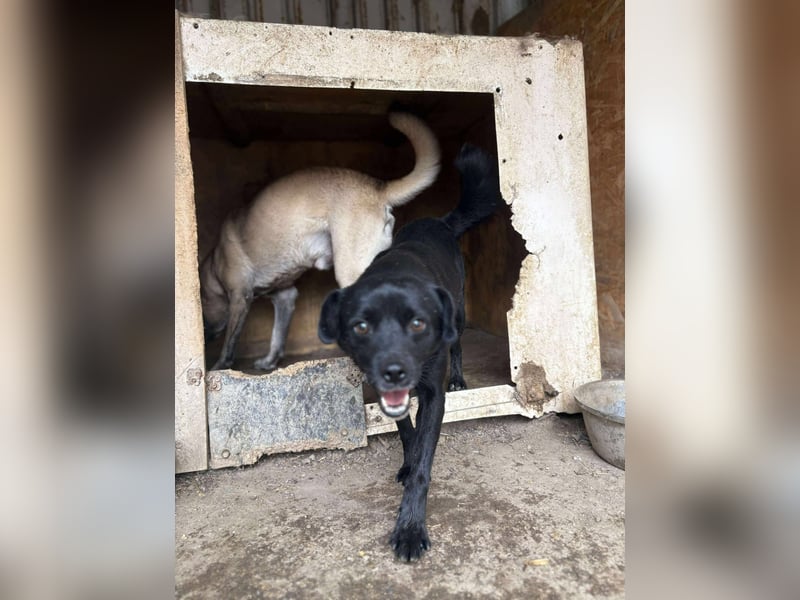 BLACKY - schwarze Schönheit