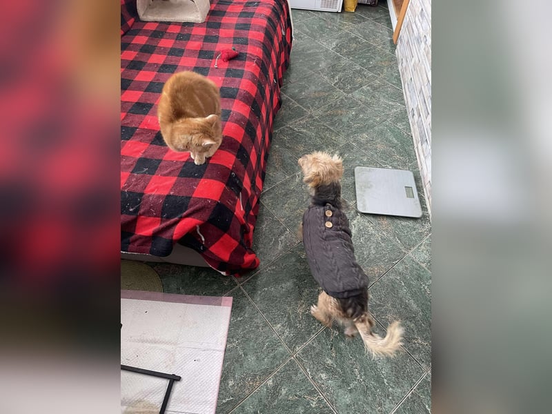 PIP - liebevolle Hundedame