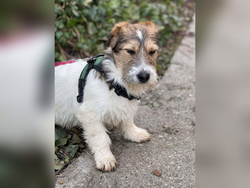 BRODIE - ist bereit für Abenteuer *reserviert*