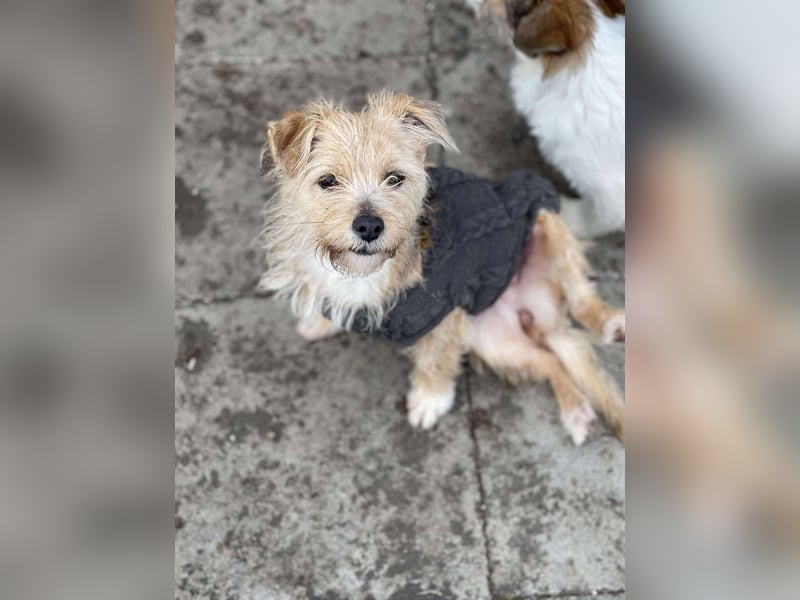 PIP - liebevolle Hundedame *reserviert*