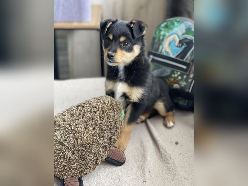 POLLY - kleine Herzensdame