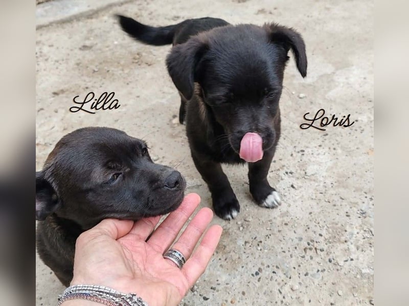 LILLA - schwarze Schönheit