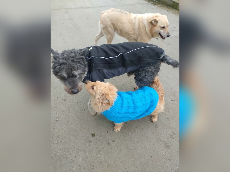 MICKY - sanfter Engel sucht seine Menschen *reserviert*