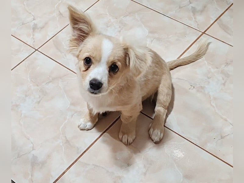 ZIZIE - liebevolles Hundekind