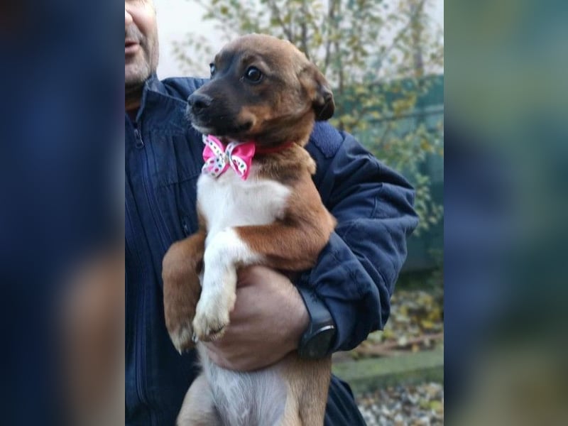 DORA - süßes Hundemädchen