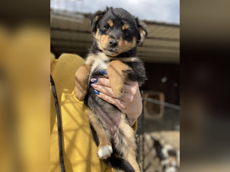 POLLY - kleine Herzensdame