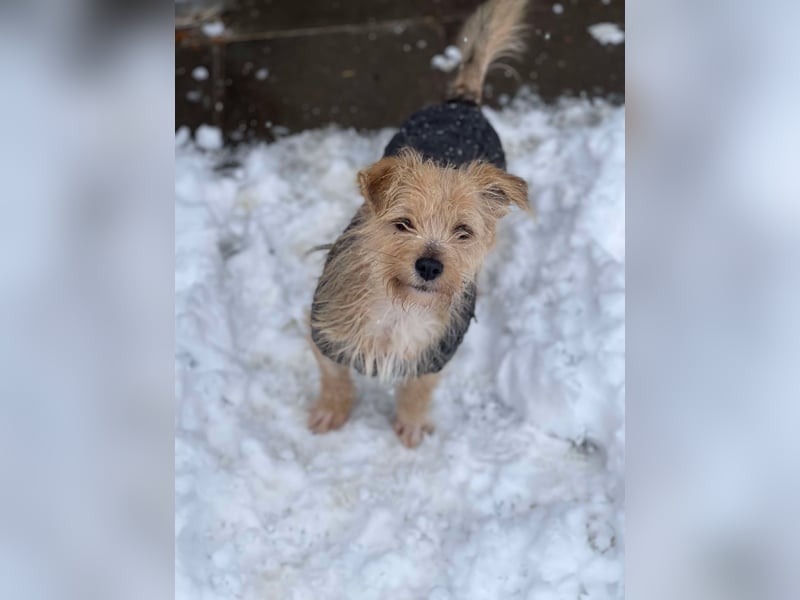 PIP - liebevolle Hundedame