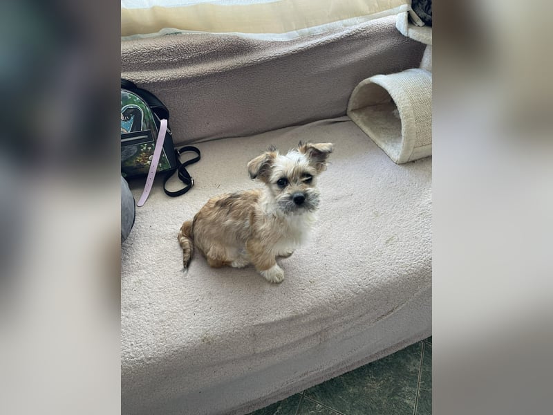 PEANUT - kleine Frohnatur sucht ihre Menschen