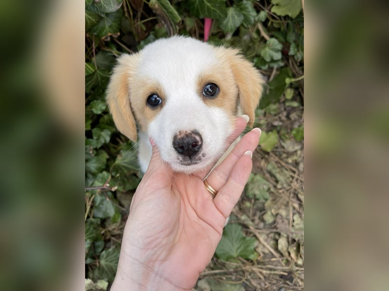 PERRY - kleiner Zuckerbub *reserviert*